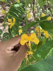 Caesalpinia pulcherrima