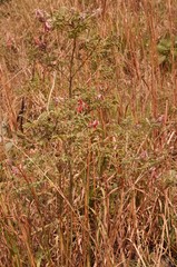 Indigofera cecilii image