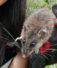 Peromyscus mexicanus