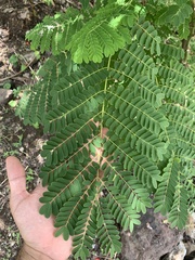 Caesalpinia pulcherrima