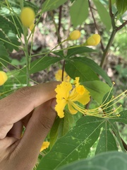 Caesalpinia pulcherrima
