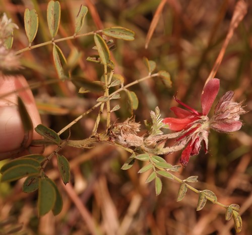 Indigofera cecilii image