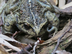 Tolhuaca Spiny-Chest Frog photo 2
