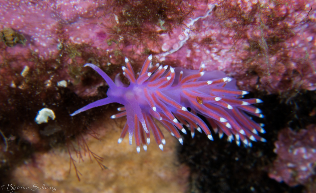 Photo of Pink flabellina (Edmundsella pedata)