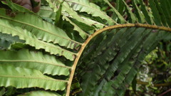 Blechnum capense