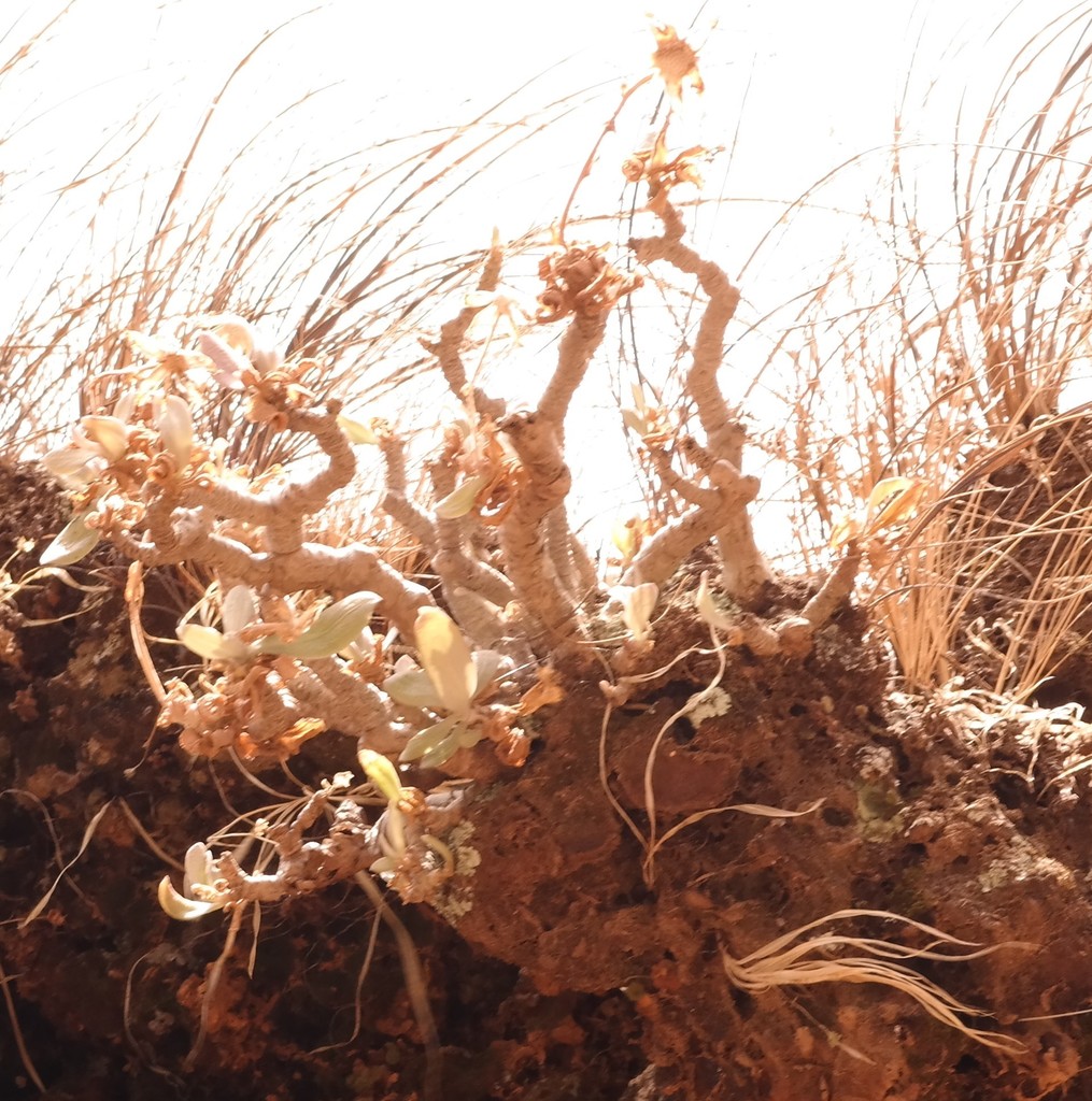 Kleinia chimanimaniensis