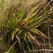 Mesanthemum - Photo (c) Nick Helme, algunos derechos reservados (CC BY-SA), subido por Nick Helme