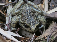 Tolhuaca Spiny-Chest Frog photo 3