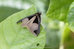 Fodina cuneigera