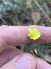Oxalis pes-caprae sericea