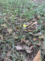 Oxalis pes-caprae sericea