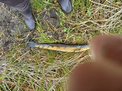 Channa aurolineata