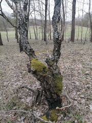 Betula pendula carelica