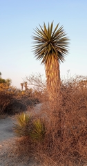 Yucca periculosa