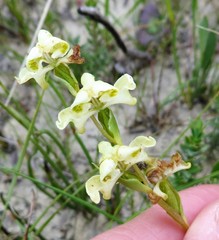 Disperis circumflexa circumflexa