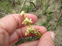Disperis circumflexa circumflexa