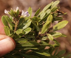 Otholobium foliosum subsp. foliosum image