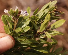 Otholobium foliosum image