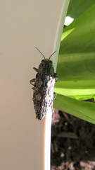 Texania campestris