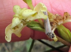 Disperis circumflexa circumflexa