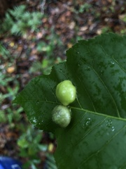 Phylloxera caryaeglobuli