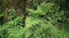 Pteris dentata