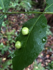 Phylloxera caryaeglobuli