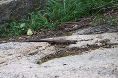 Matobosaurus validus