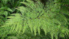 Pteris dentata