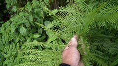 Pteris dentata