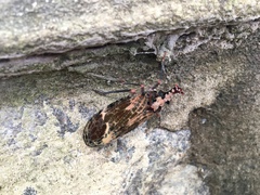 Phrictus diadema
