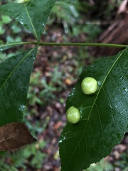Phylloxera caryaeglobuli