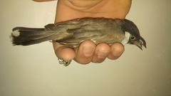 Pycnonotus leucotis
