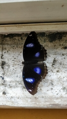 Hypolimnas bolina