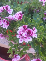 Pelargonium