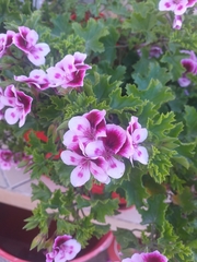 Pelargonium
