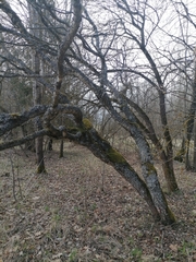 Betula pendula carelica
