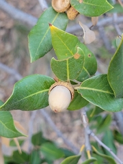 Quercus emoryi