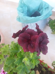 Pelargonium