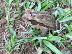 Rhinella crucifer