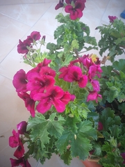 Pelargonium