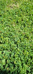 Magnoliopsida