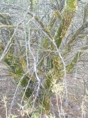 Fouquieria macdougalii