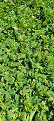 Magnoliopsida