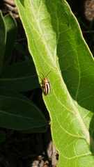 Disonycha leptolineata