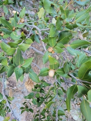 Quercus emoryi