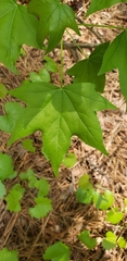 Liquidambar styraciflua