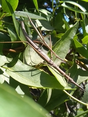 Tetanorhynchini