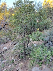 Quercus emoryi