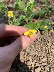 Viola eriocarpa